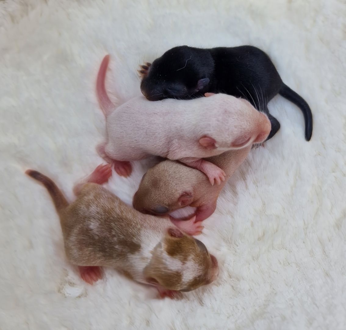 mega süsse rennmausbabys suchen ein körnergeber