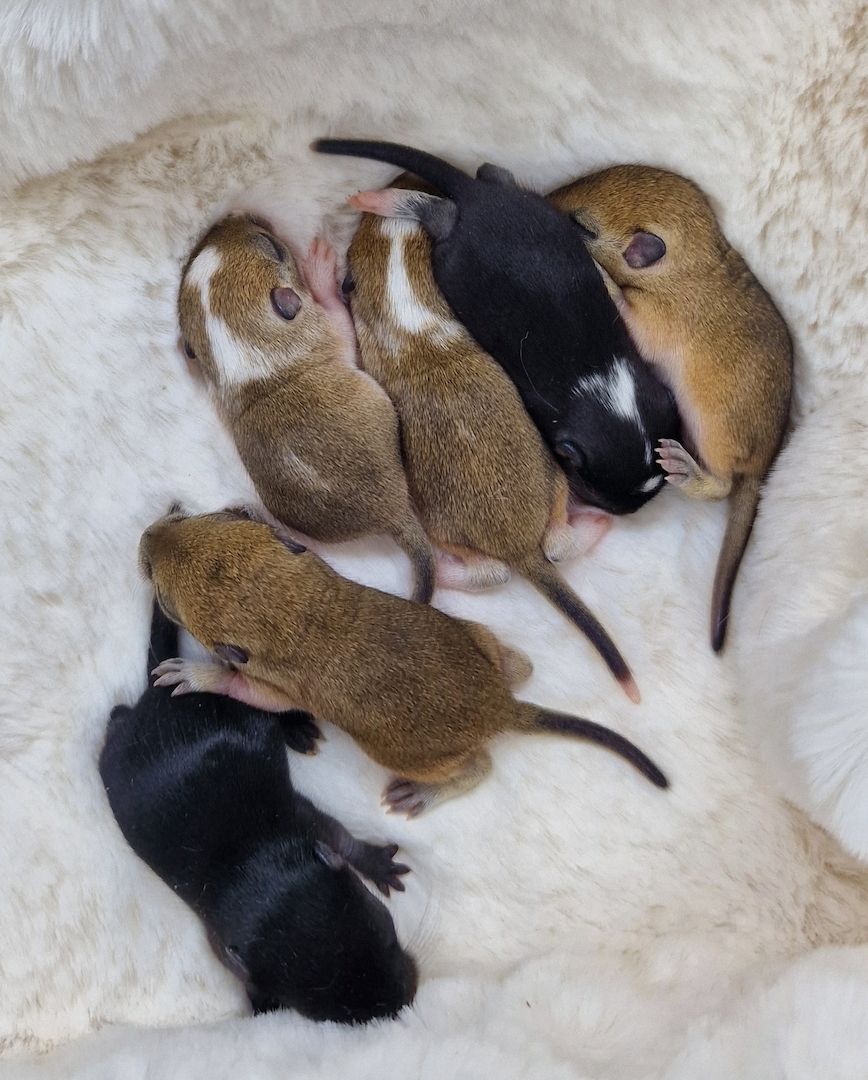 mega süsse rennmausbabys suchen ein körnergeber