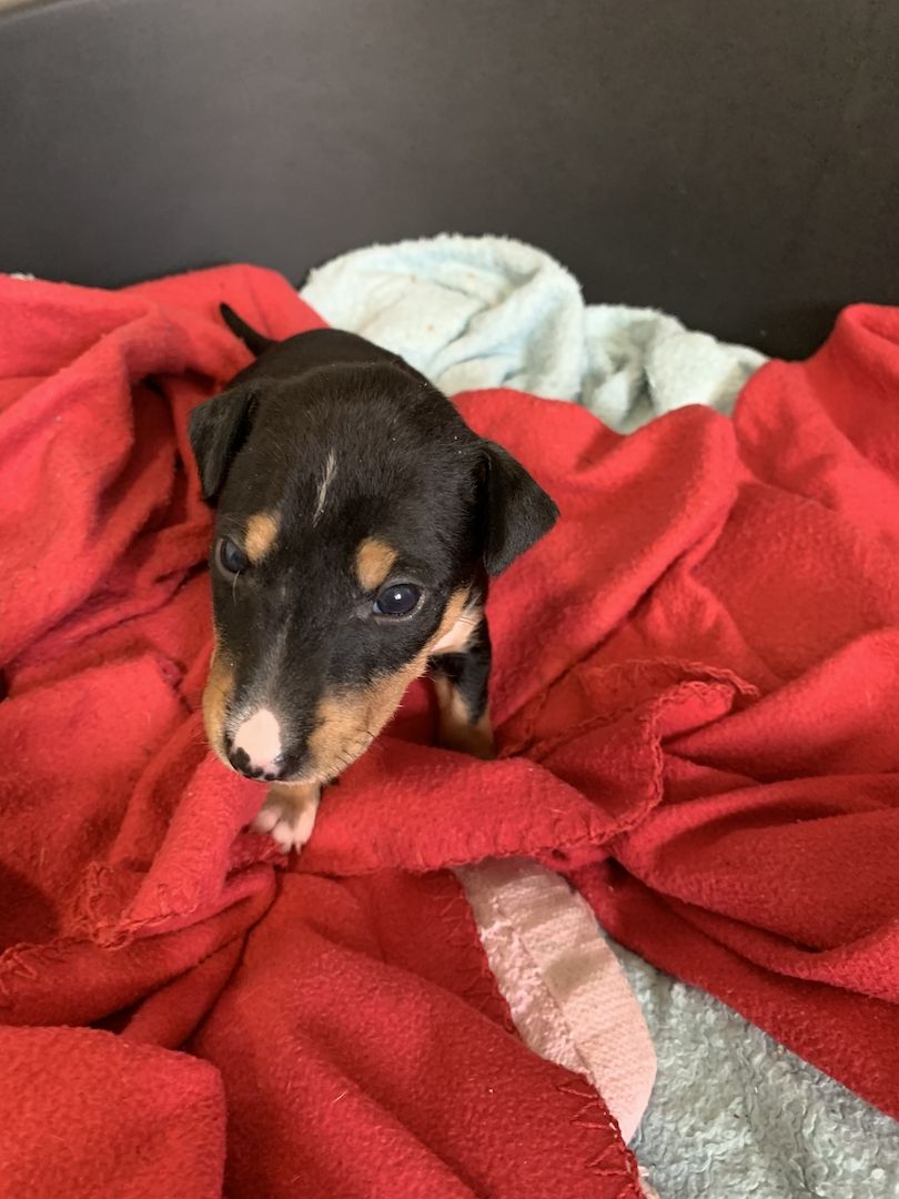 Pinscher mix Welpen