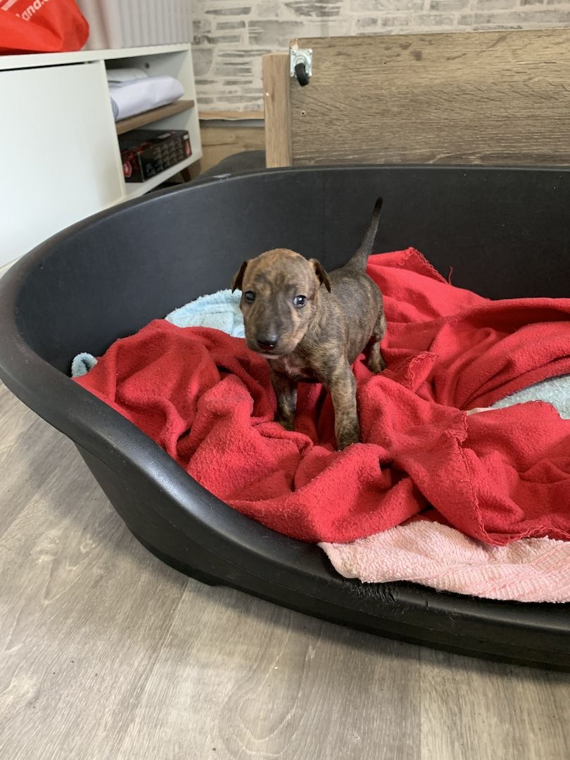 Pinscher mix Welpen