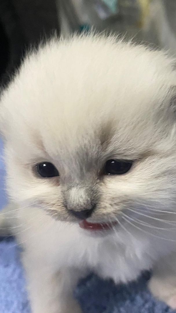 Heilige Birma Kitten