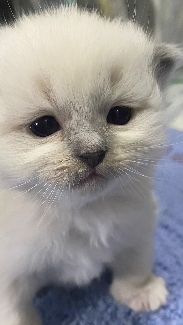 Heilige Birma Kitten