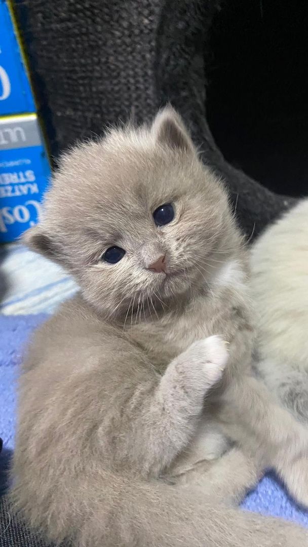 Heilige Birma Kitten