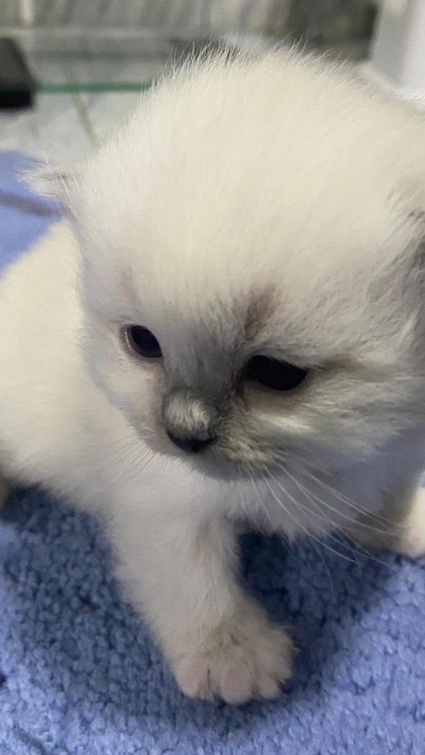 Heilige Birma Kitten