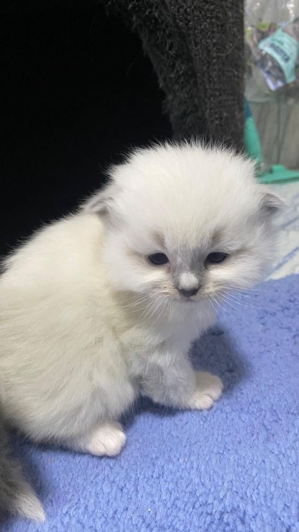 Heilige Birma Kitten