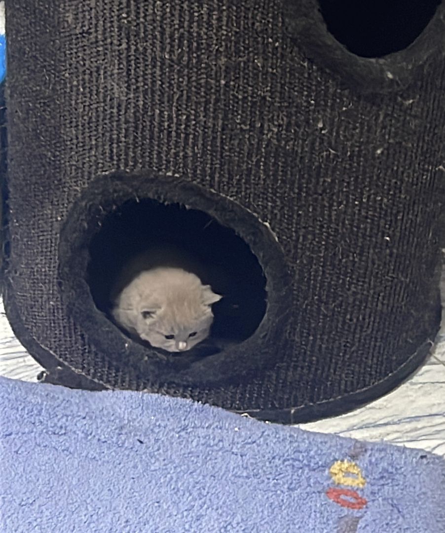 Heilige Birma Kitten