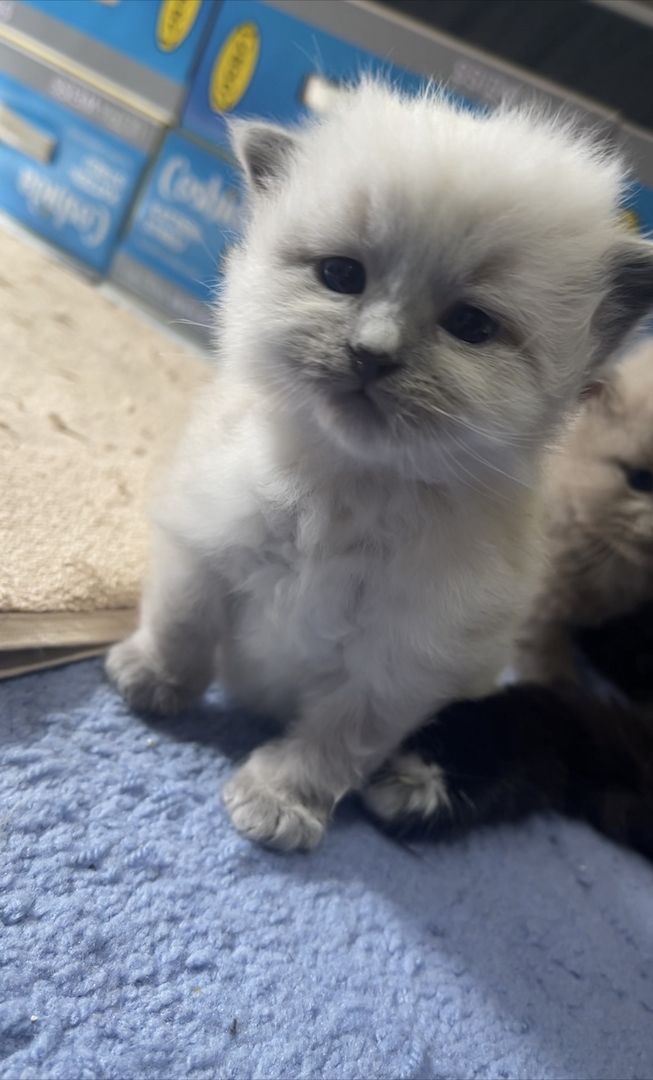 Heilige Birma Kitten