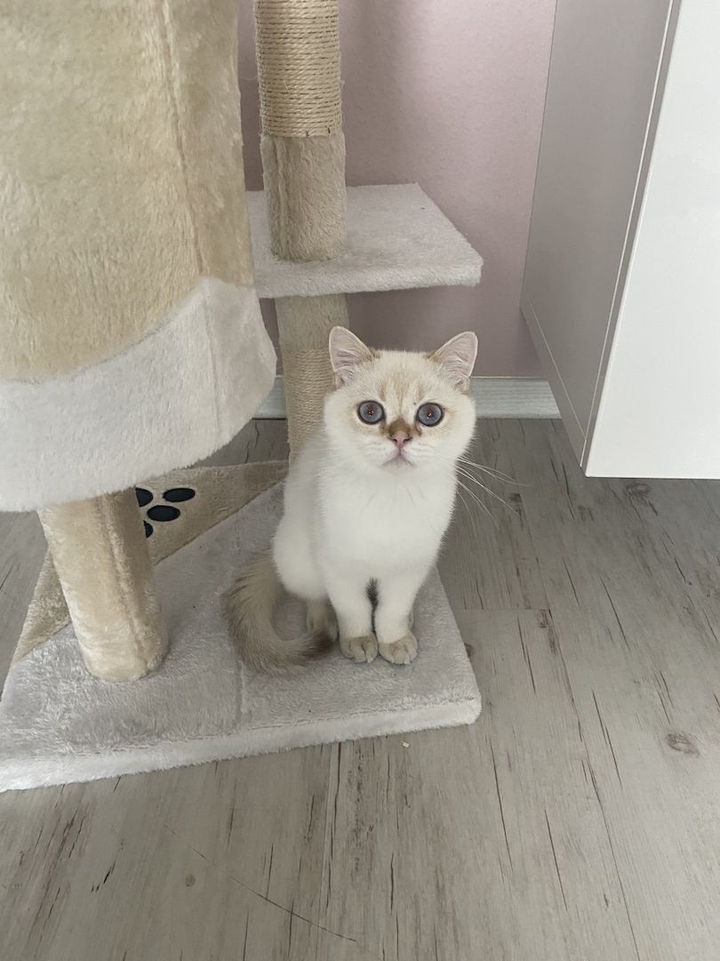 BKH Black Silver Shaded