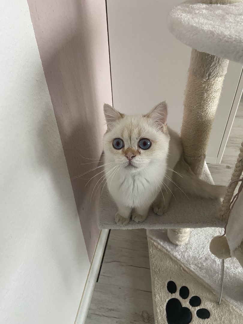 BKH Black Silver Shaded