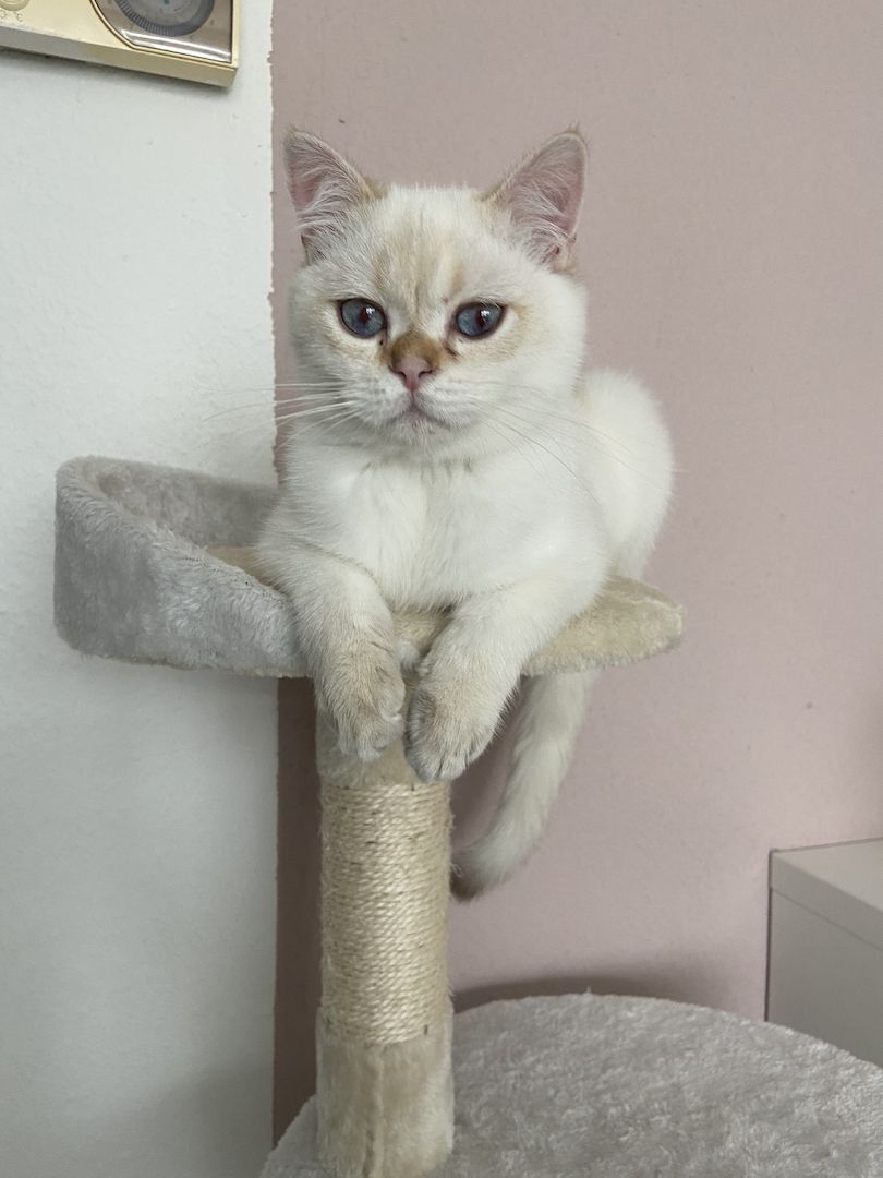 BKH Black Silver Shaded