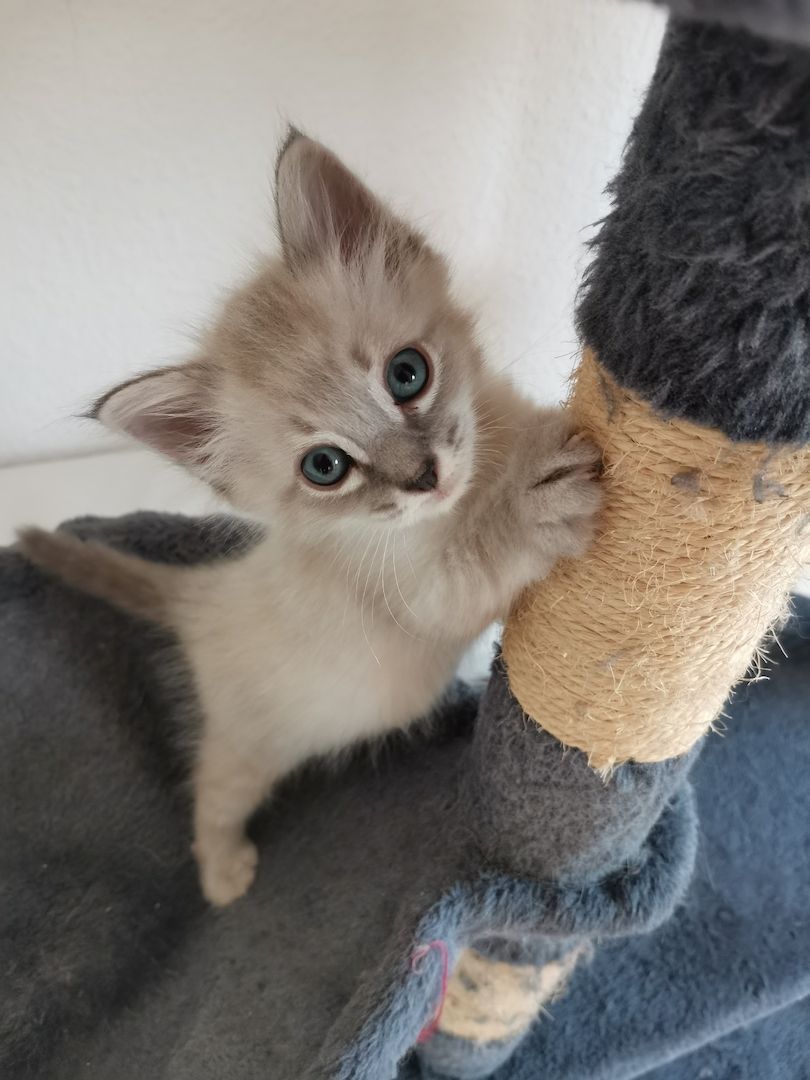 Neva Masquarade Kitten