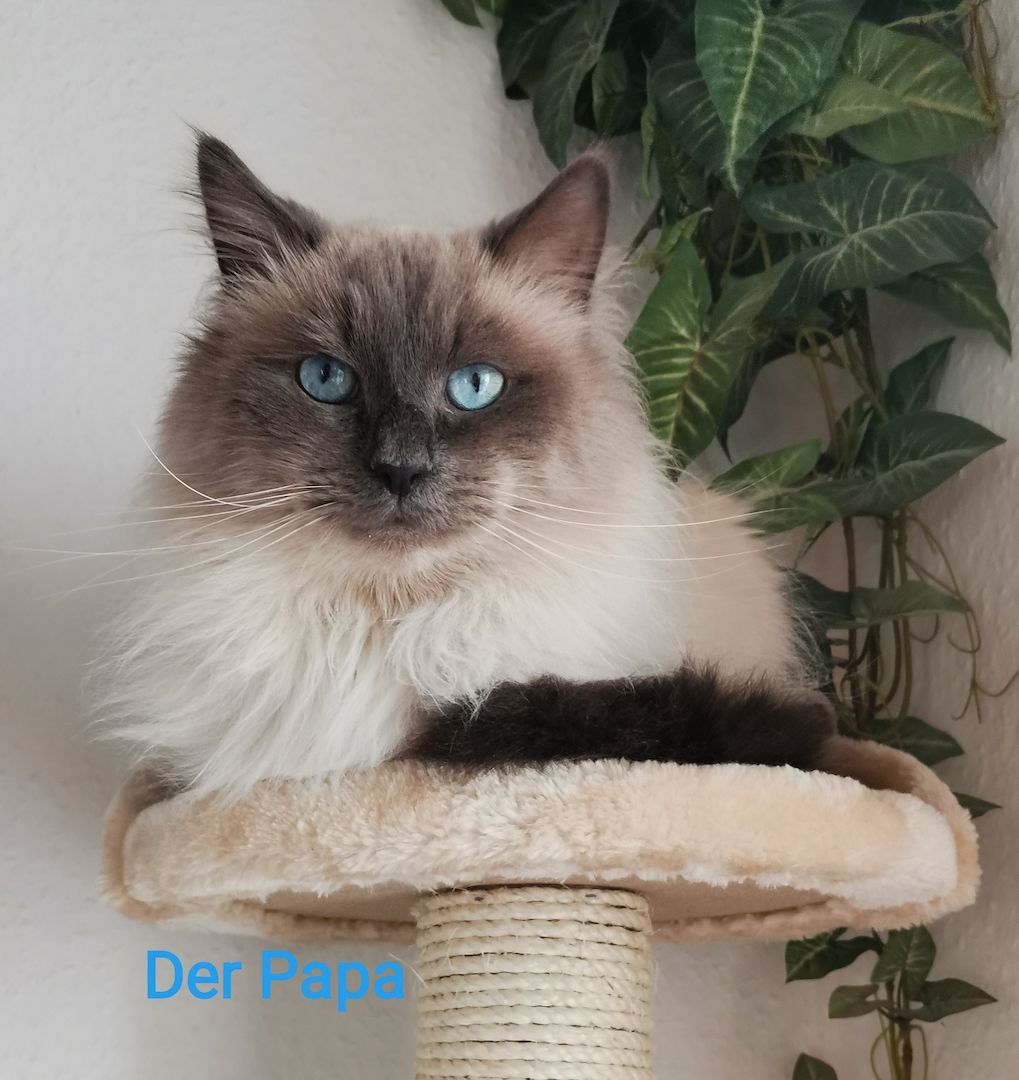 Neva Masquarade Kitten