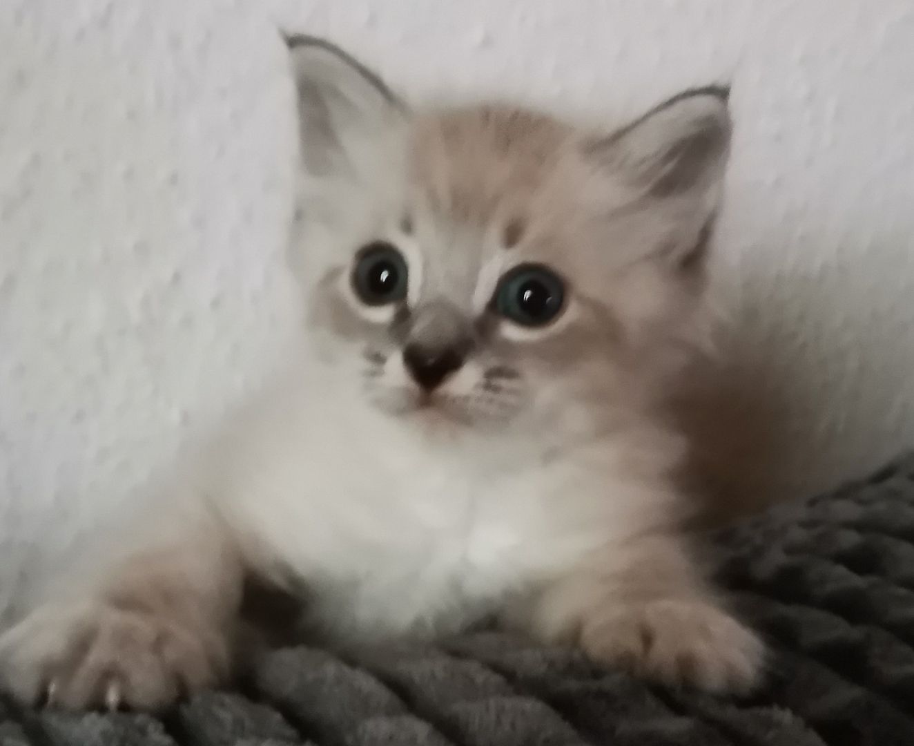 Neva Masquarade Kitten