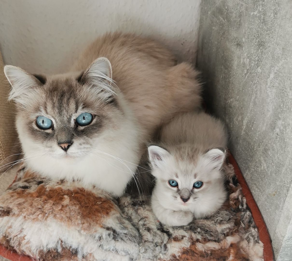 Neva Masquarade Kitten