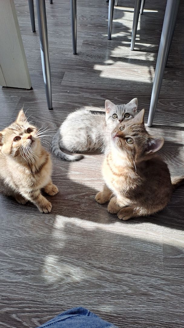 Bkh kitten mit 1.Grundimpfung 