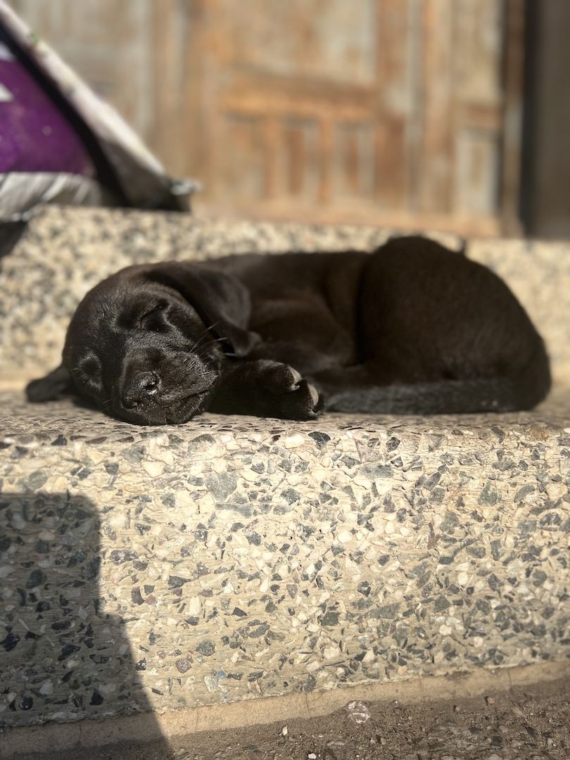 Labrador Rhodesian Ridgeback Mix Welpen kinderlieb suchen eigene Familie