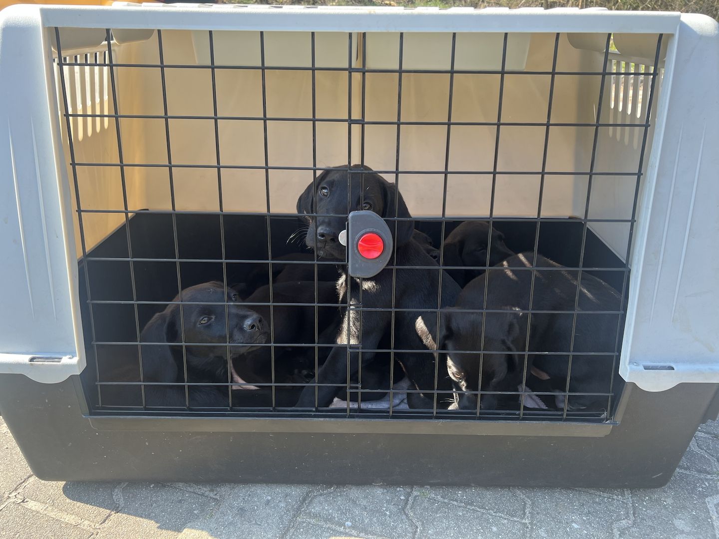 Labrador Rhodesian Ridgeback Mix Welpen kinderlieb suchen eigene Familie