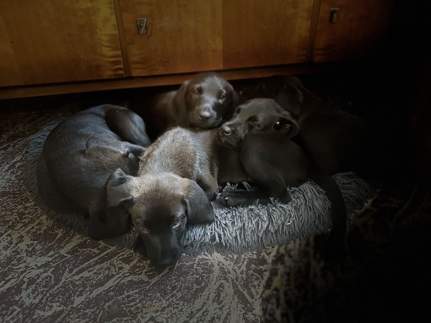 Labrador Rhodesian Ridgeback Mix Welpen kinderlieb suchen eigene Familie