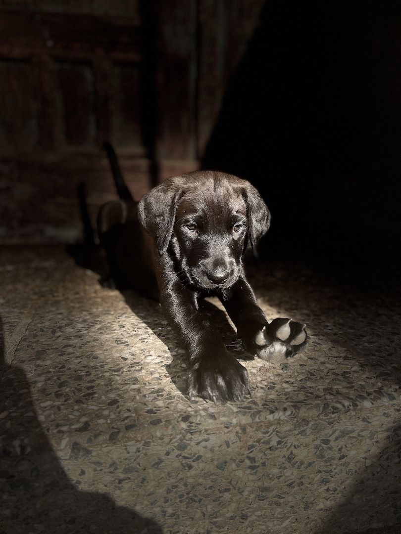 Labrador Rhodesian Ridgeback Mix Welpen kinderlieb suchen eigene Familie