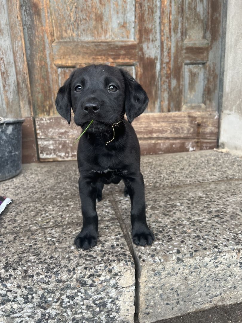 Labrador Rhodesian Ridgeback Mix Welpen kinderlieb suchen eigene Familie
