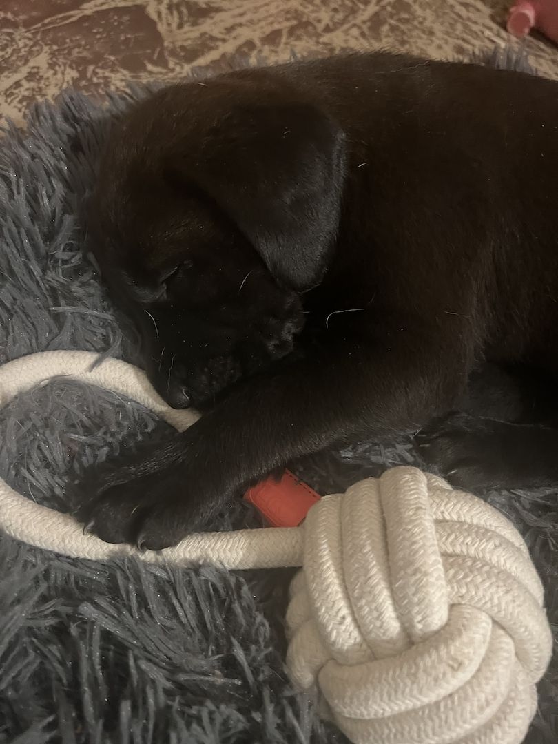 Labrador Rhodesian Ridgeback Mix Welpen kinderlieb suchen eigene Familie