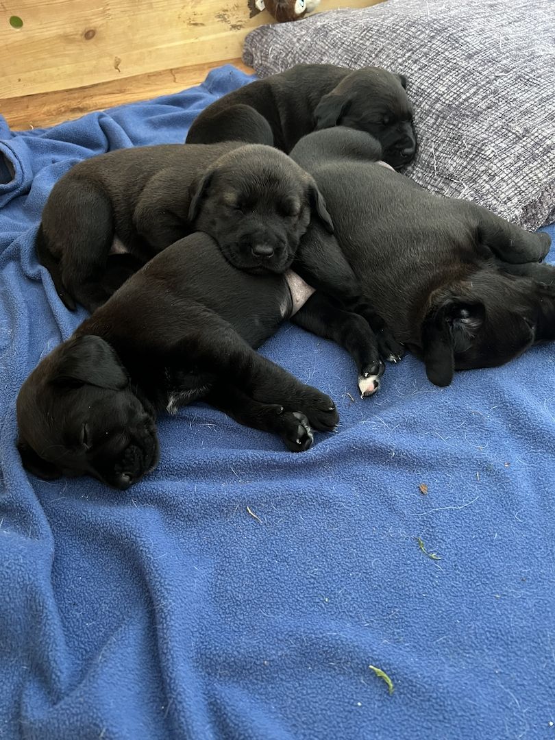 Labrador Rhodesian Ridgeback Mix Welpen kinderlieb suchen eigene Familie