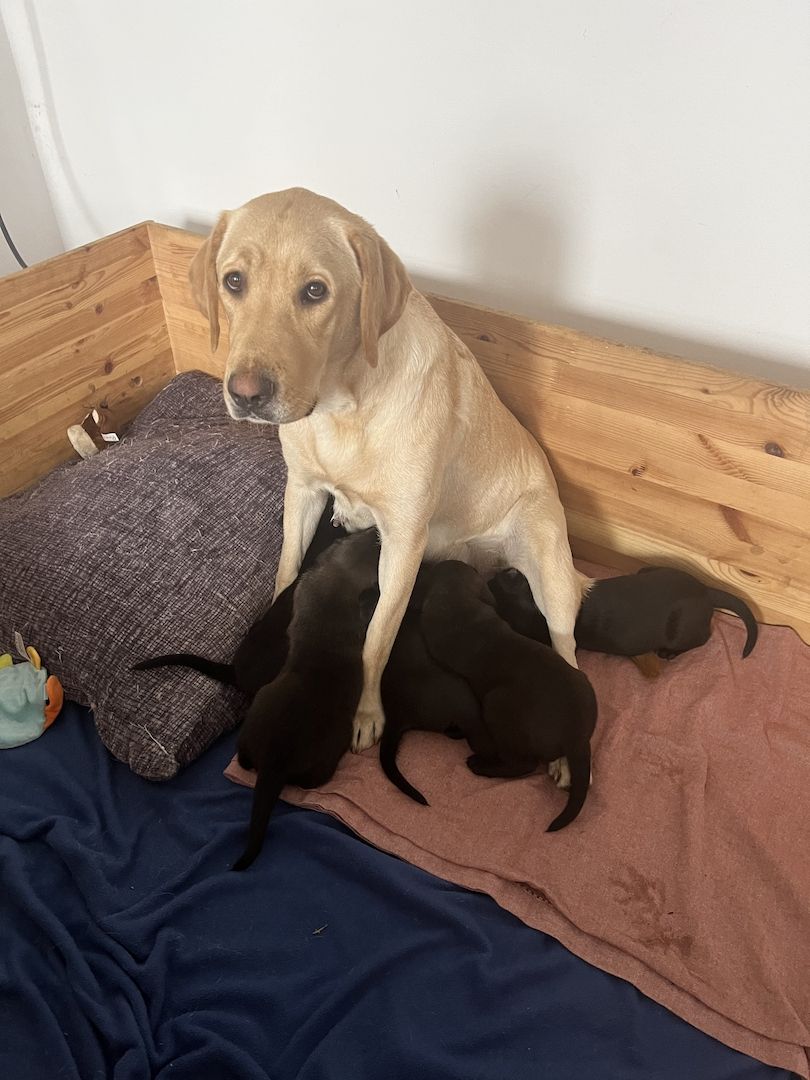 Labrador Rhodesian Ridgeback Mix Welpen kinderlieb suchen eigene Familie