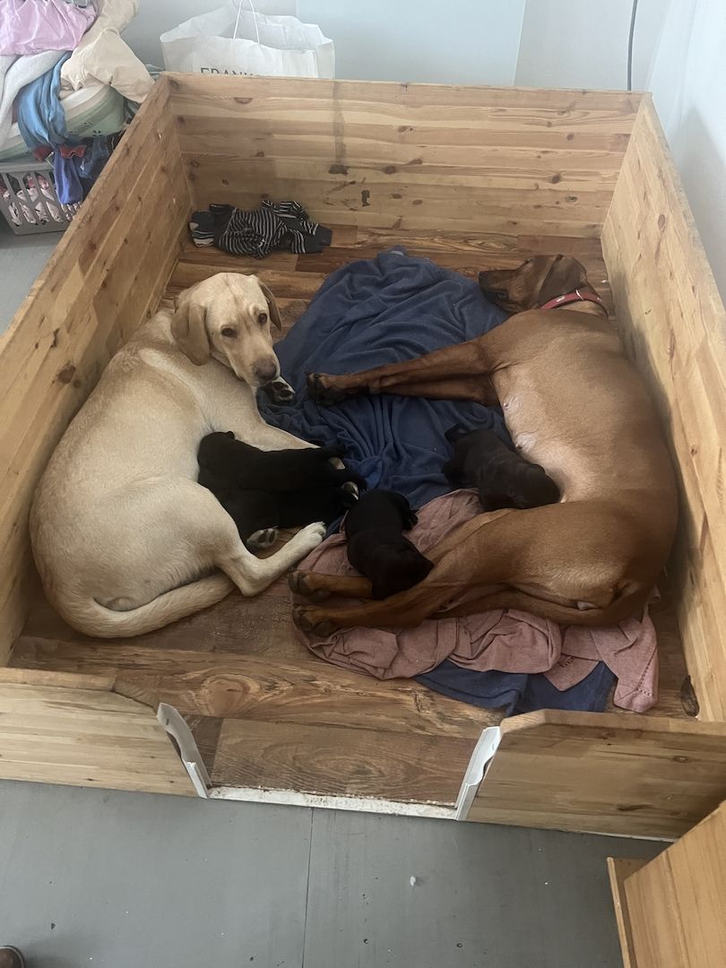 Labrador Rhodesian Ridgeback Mix Welpen kinderlieb suchen eigene Familie