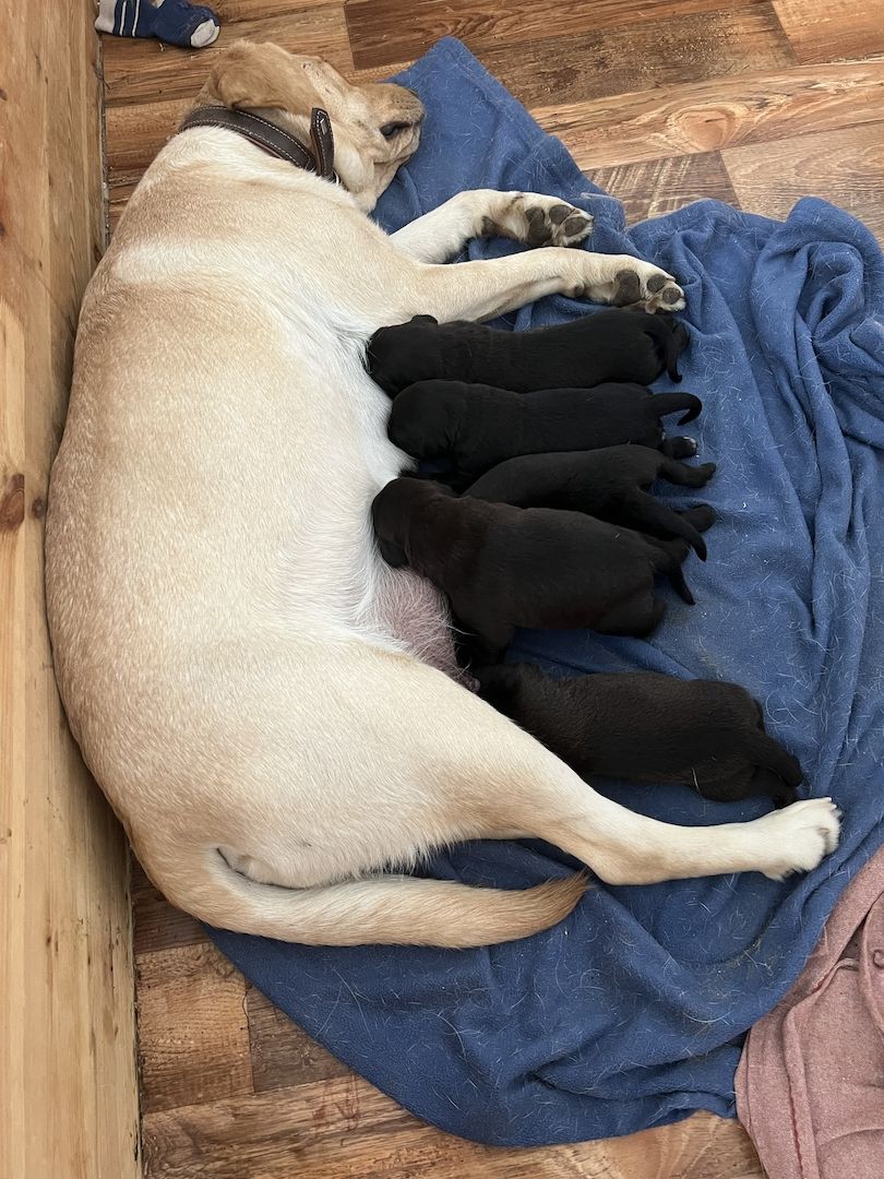 Labrador Rhodesian Ridgeback Mix Welpen kinderlieb suchen eigene Familie