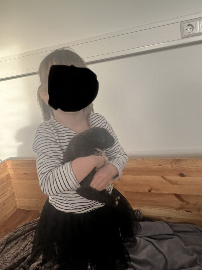 Labrador Rhodesian Ridgeback Mix Welpen kinderlieb suchen eigene Familie