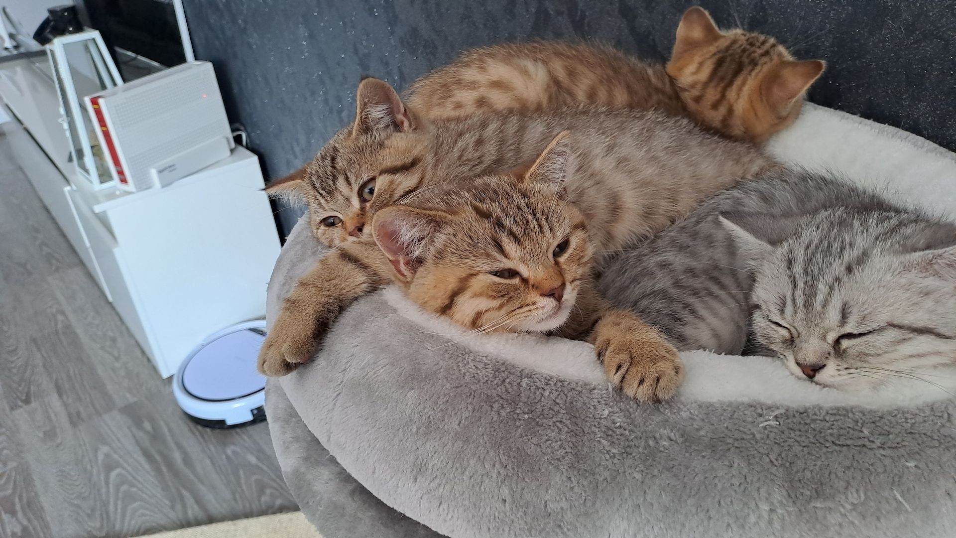 Bkh kitten mit 1.Grundimpfung 