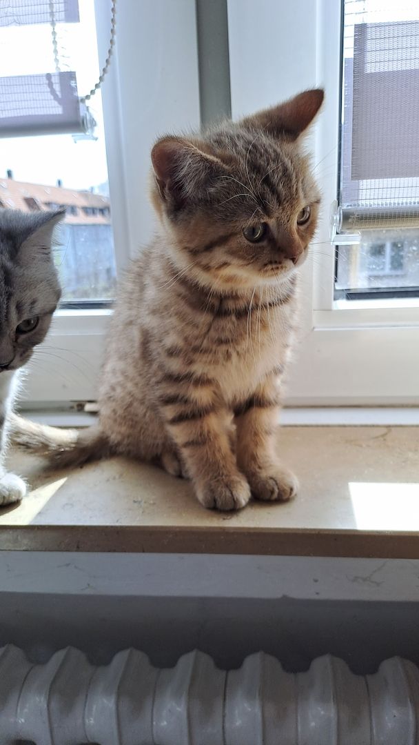 Bkh kitten mit 1.Grundimpfung 