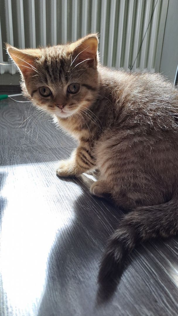 Bkh kitten mit 1.Grundimpfung 