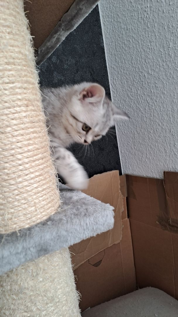 Bkh kitten mit 1.Grundimpfung 