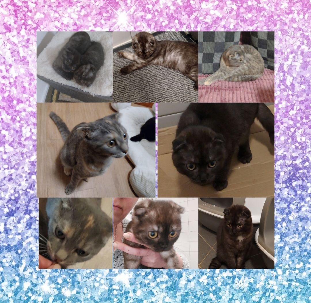 2 süße Katzen & 1 süßer Kater dringend zu vermitteln