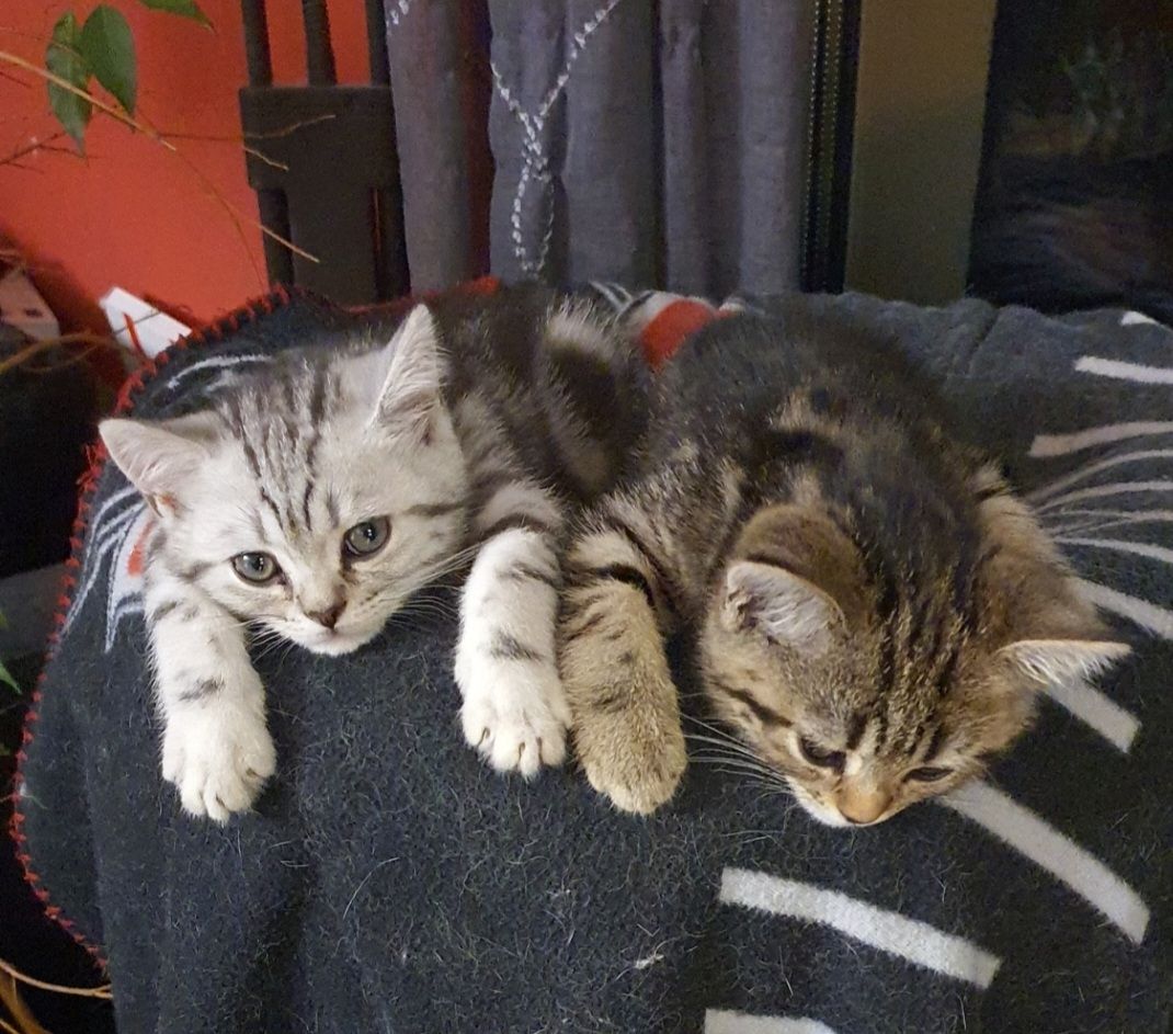 BKH Kitten BKH Kitten