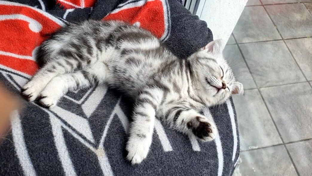 BKH Kitten BKH Kitten