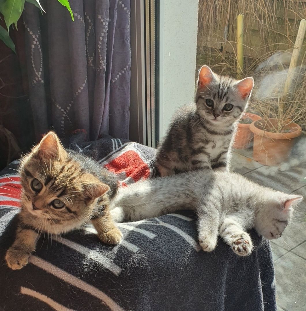 BKH Kitten BKH Kitten