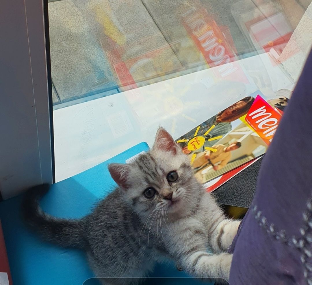 BKH Kitten BKH Kitten