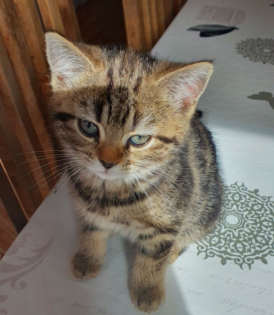 BKH Kitten BKH Kitten