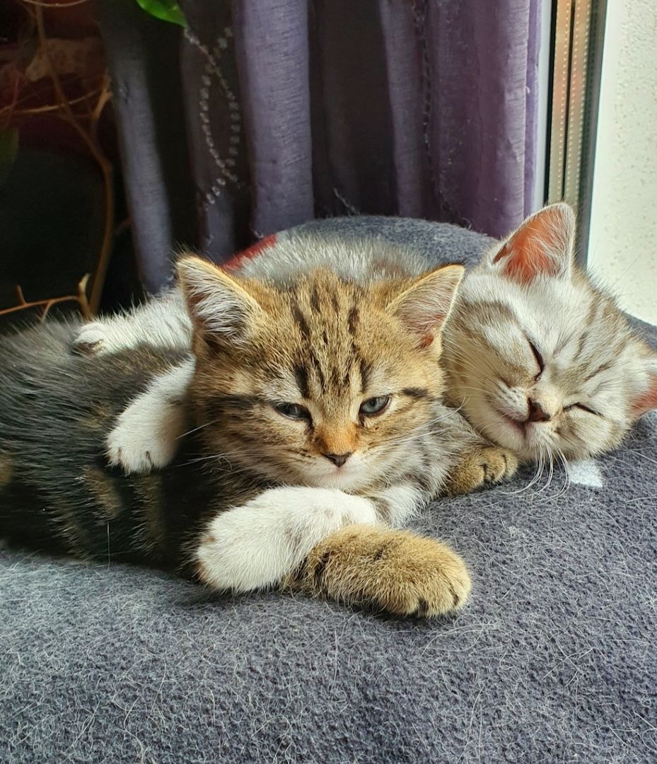 BKH Kitten BKH Kitten