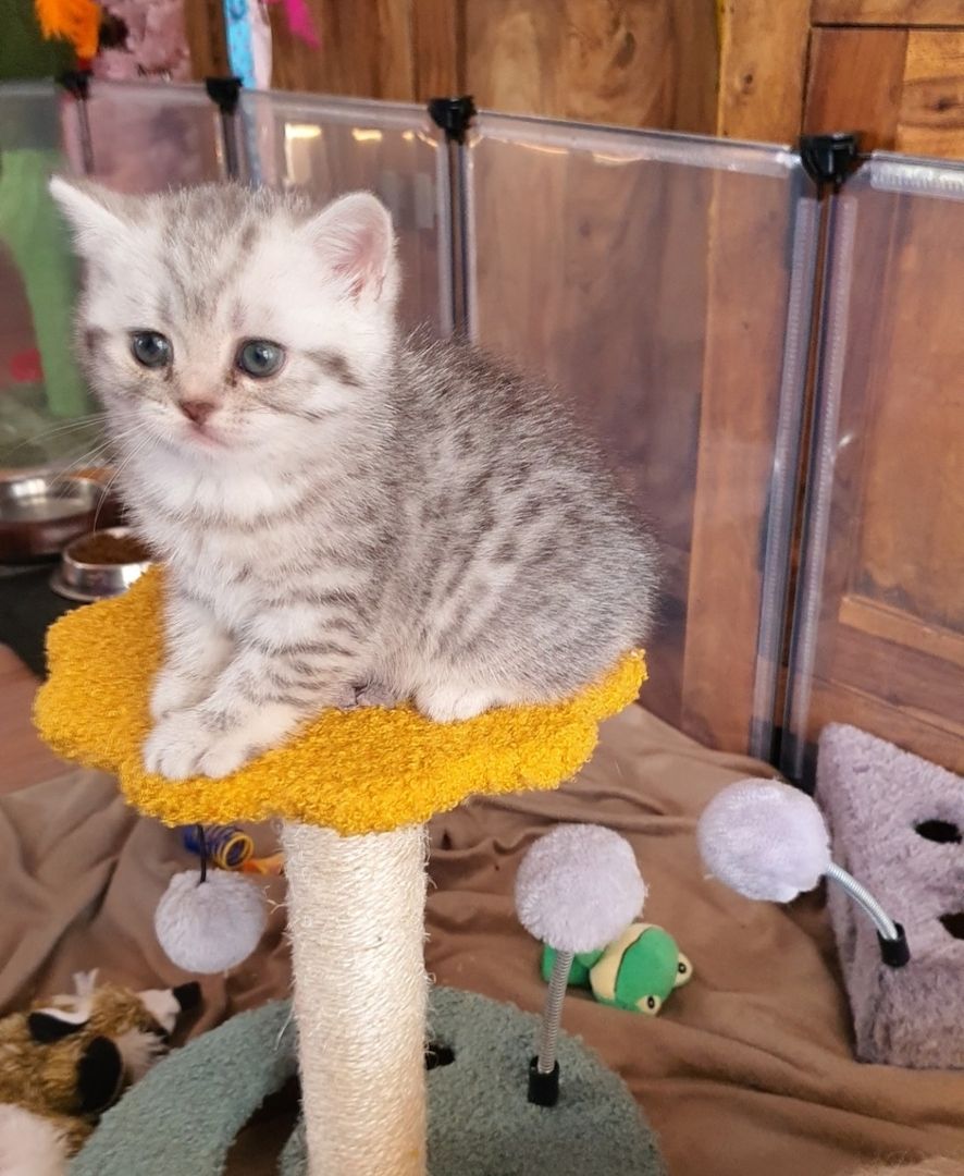 BKH Kitten BKH Kitten