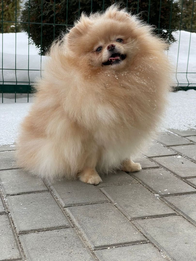 Pomeranian Zwergspitz Welpe Rüde