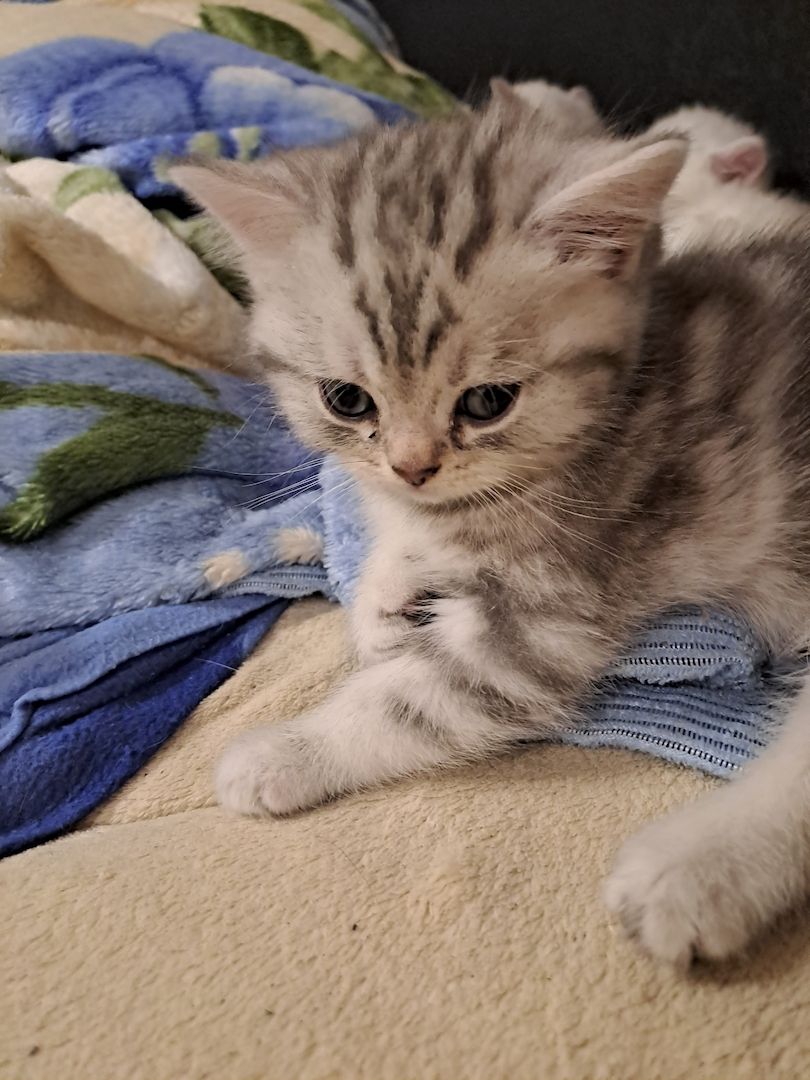 BKH Kitten BKH Kitten