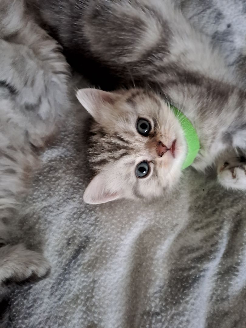 BKH Kitten BKH Kitten