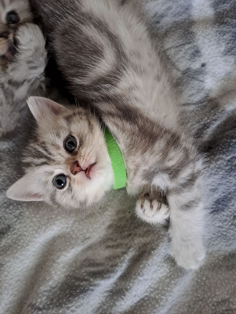 BKH Kitten BKH Kitten