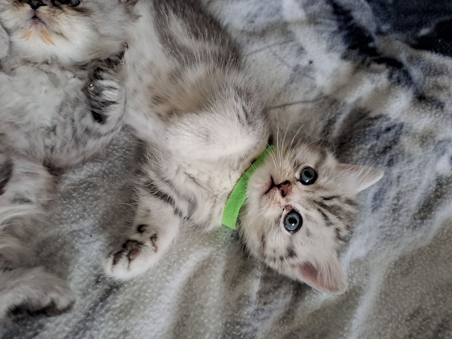 BKH Kitten BKH Kitten