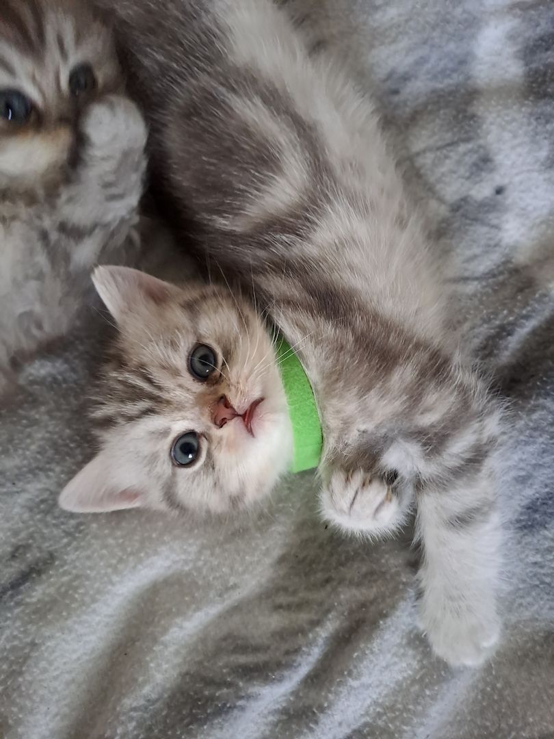 BKH Kitten BKH Kitten