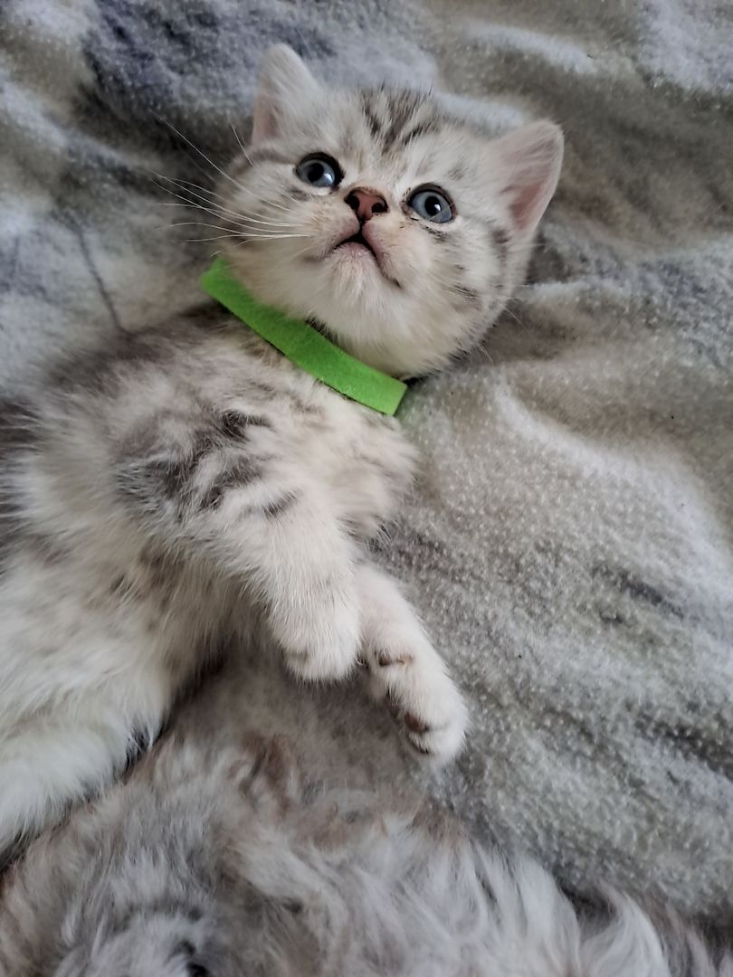 BKH Kitten BKH Kitten