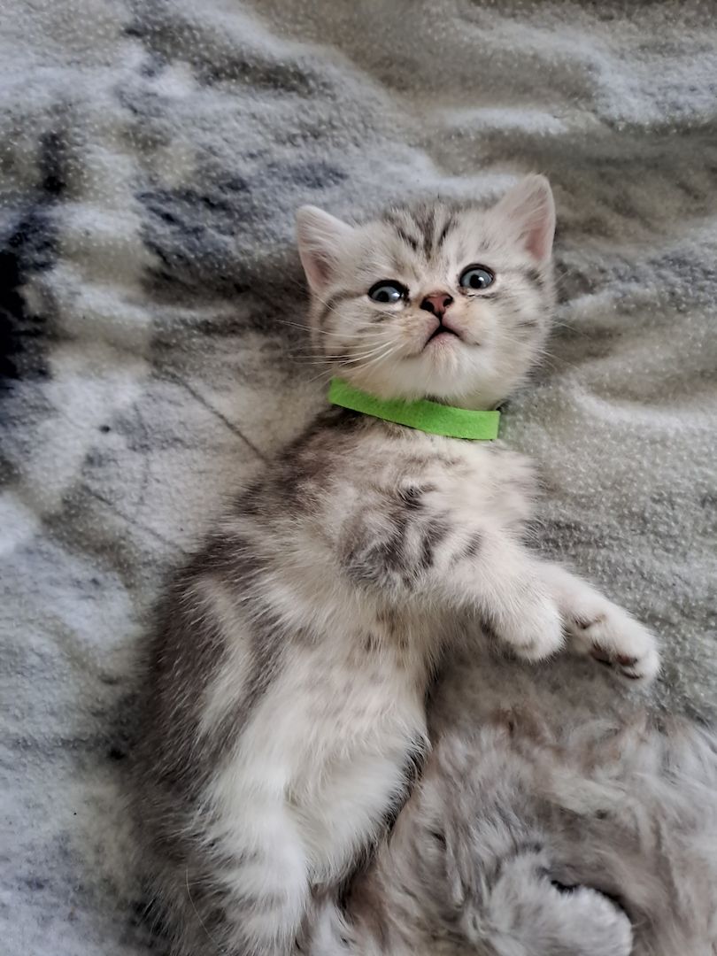 BKH Kitten BKH Kitten